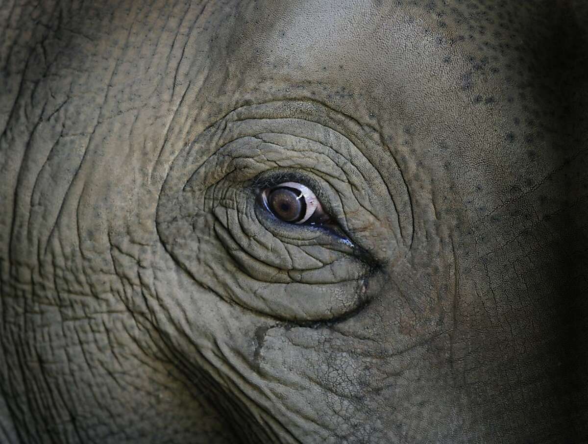 PAWS helps aging elephants be (relatively) free