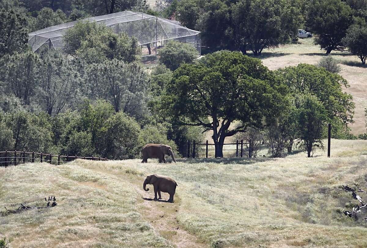 PAWS helps aging elephants be (relatively) free