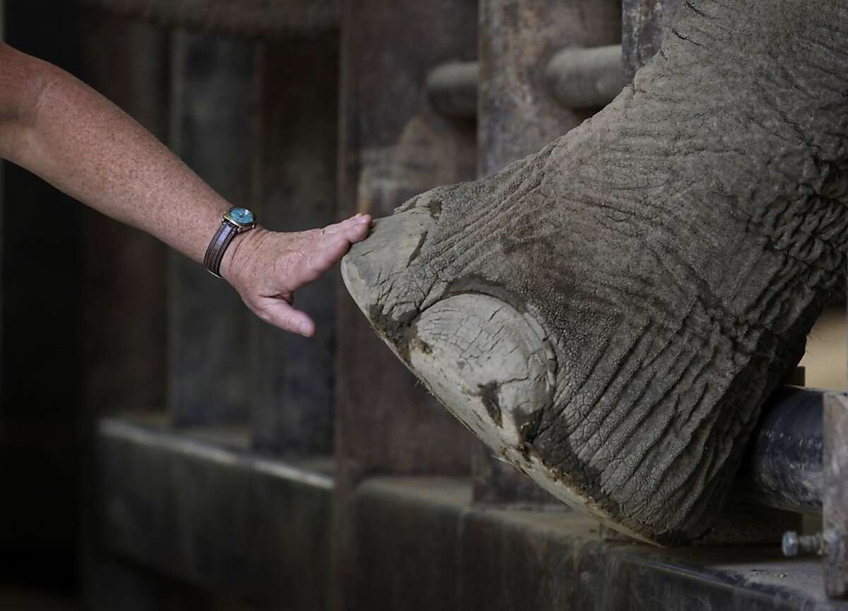 PAWS helps aging elephants be (relatively) free