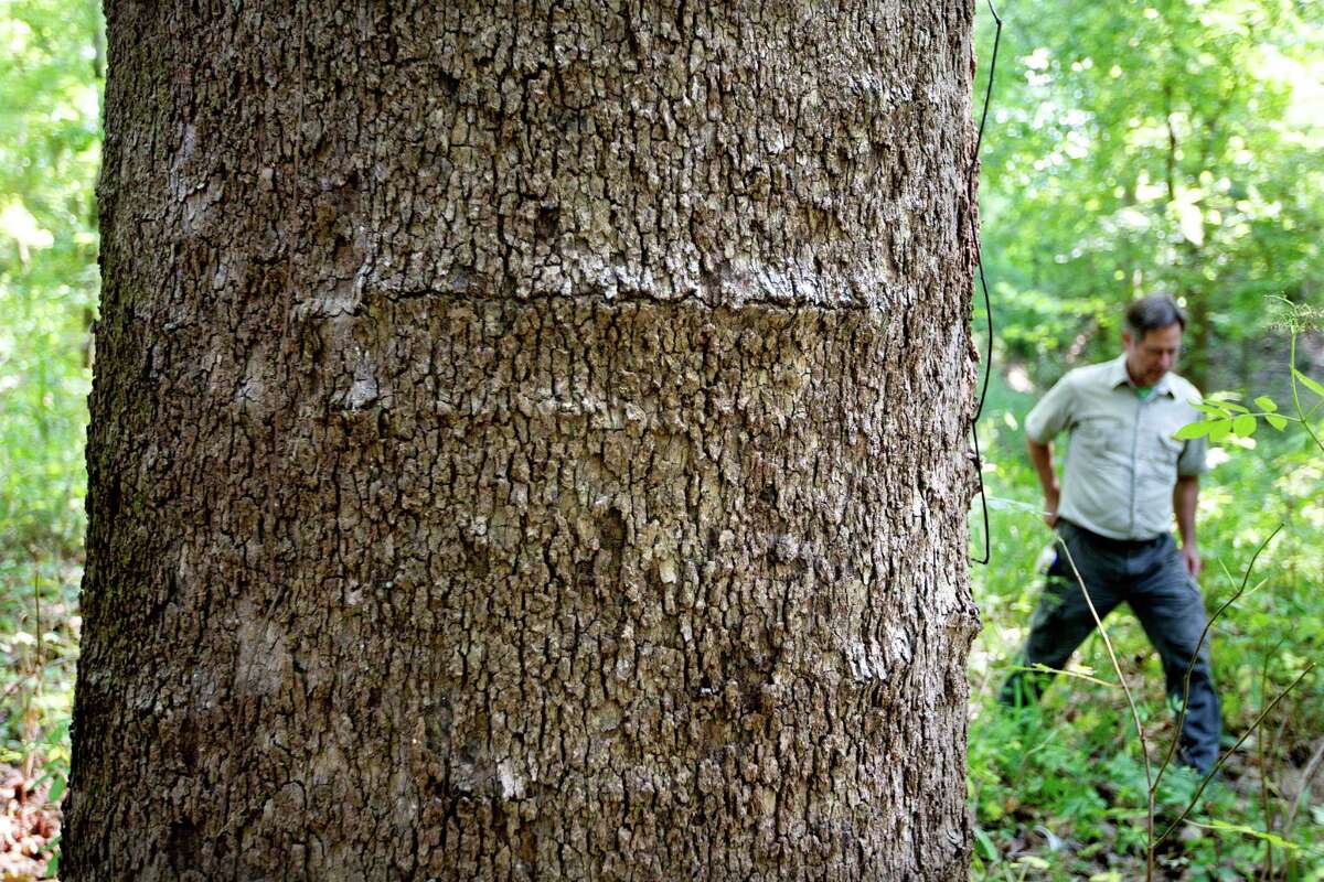 The new largest Sycamore tree in Harris County