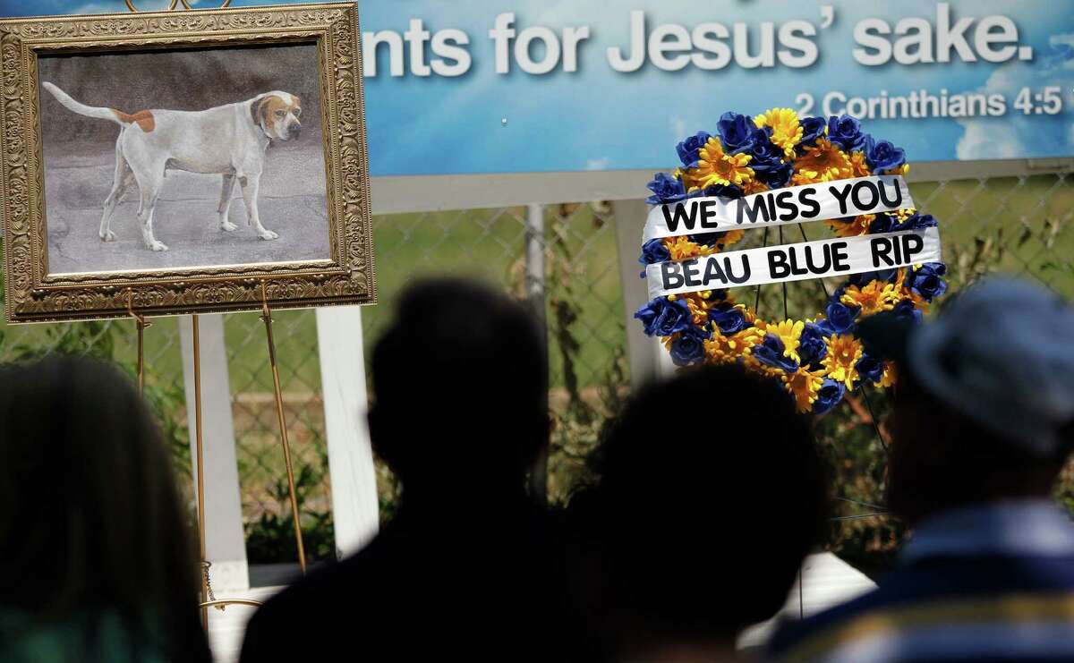 In this photo taken July 3, 2013, a framed picture of Beau Blue is displayed with a wreath at a memorial service for him in Fort Worth, Texas. The pointer-mix was a fixture in the neighborhood off of South Main Street consisting of vacant lots, renovated buildings and several small businesses. (AP Photo/Forth Worth Star-Telegram, Ron Jenkins)