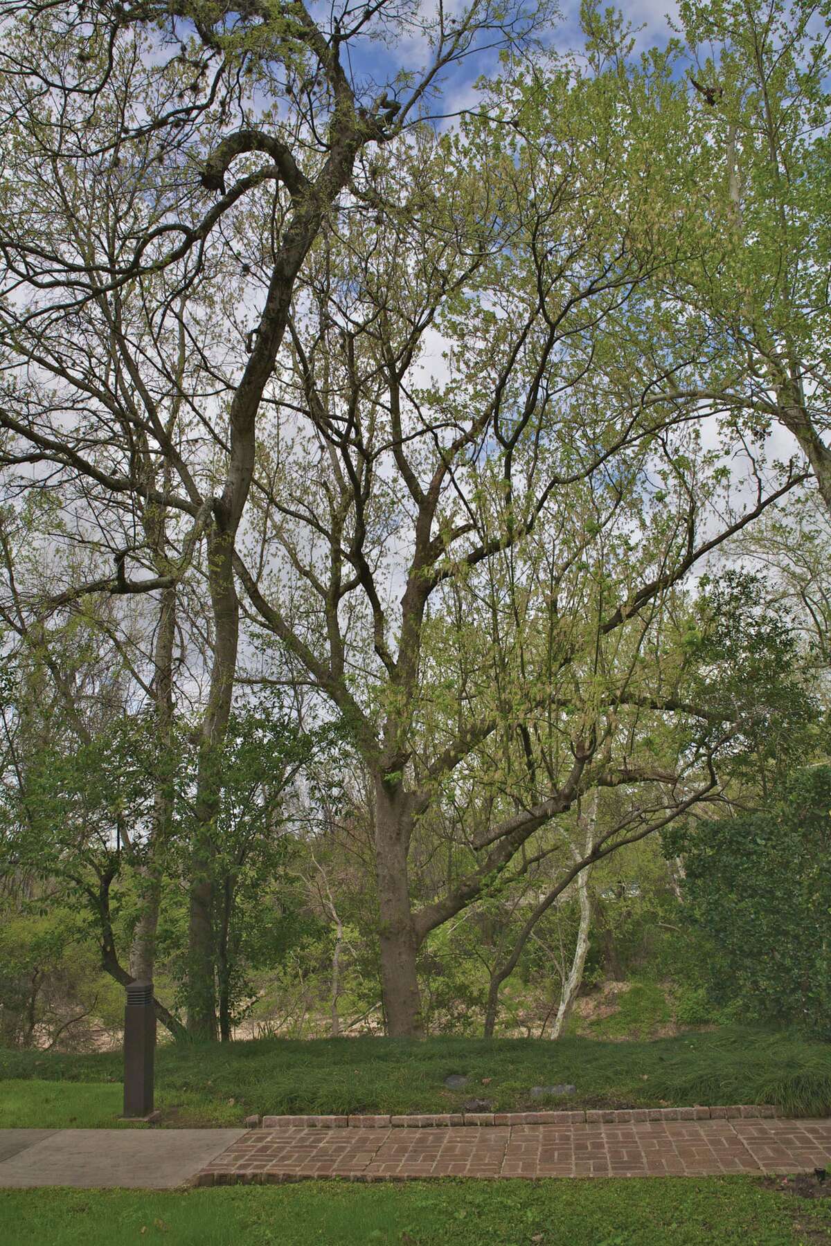 Some of the notable trees in Bayou Bend Gardens are, from left, a 47-foot boxelder, a champion 62-foot gingko and a champion 29-foot silverbell.