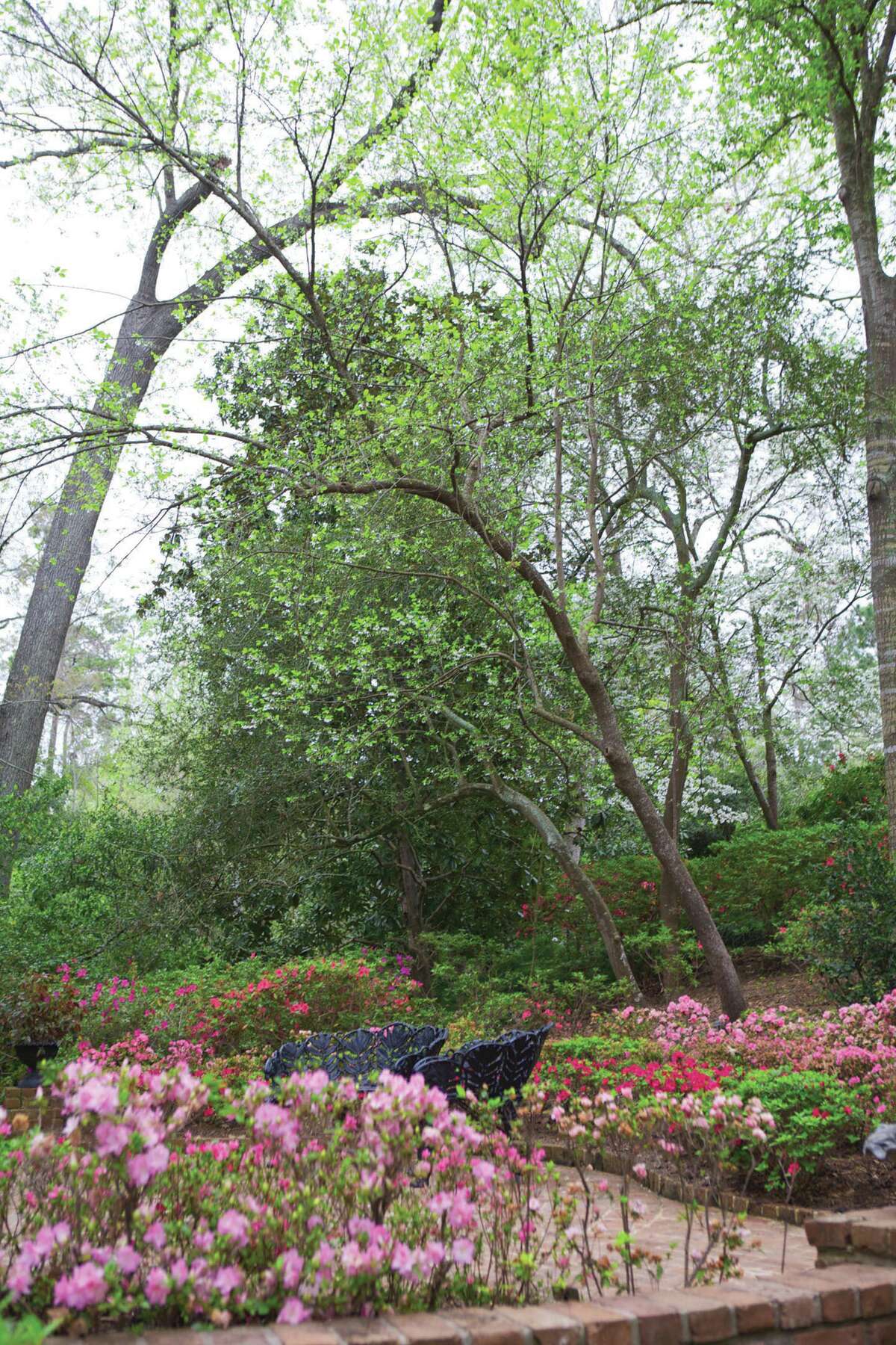 Some of the notable trees in Bayou Bend Gardens are, from left, a 47-foot boxelder, a champion 62-foot gingko and a champion 29-foot silverbell.