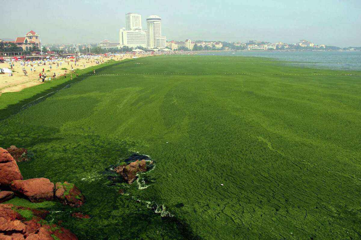 An algae-covered public beach in Qingdao, China, is disappointing tourists. The vast waves of green growth washing onto the shores of the Yellow Sea chokes marine life and smells bad when it rots.