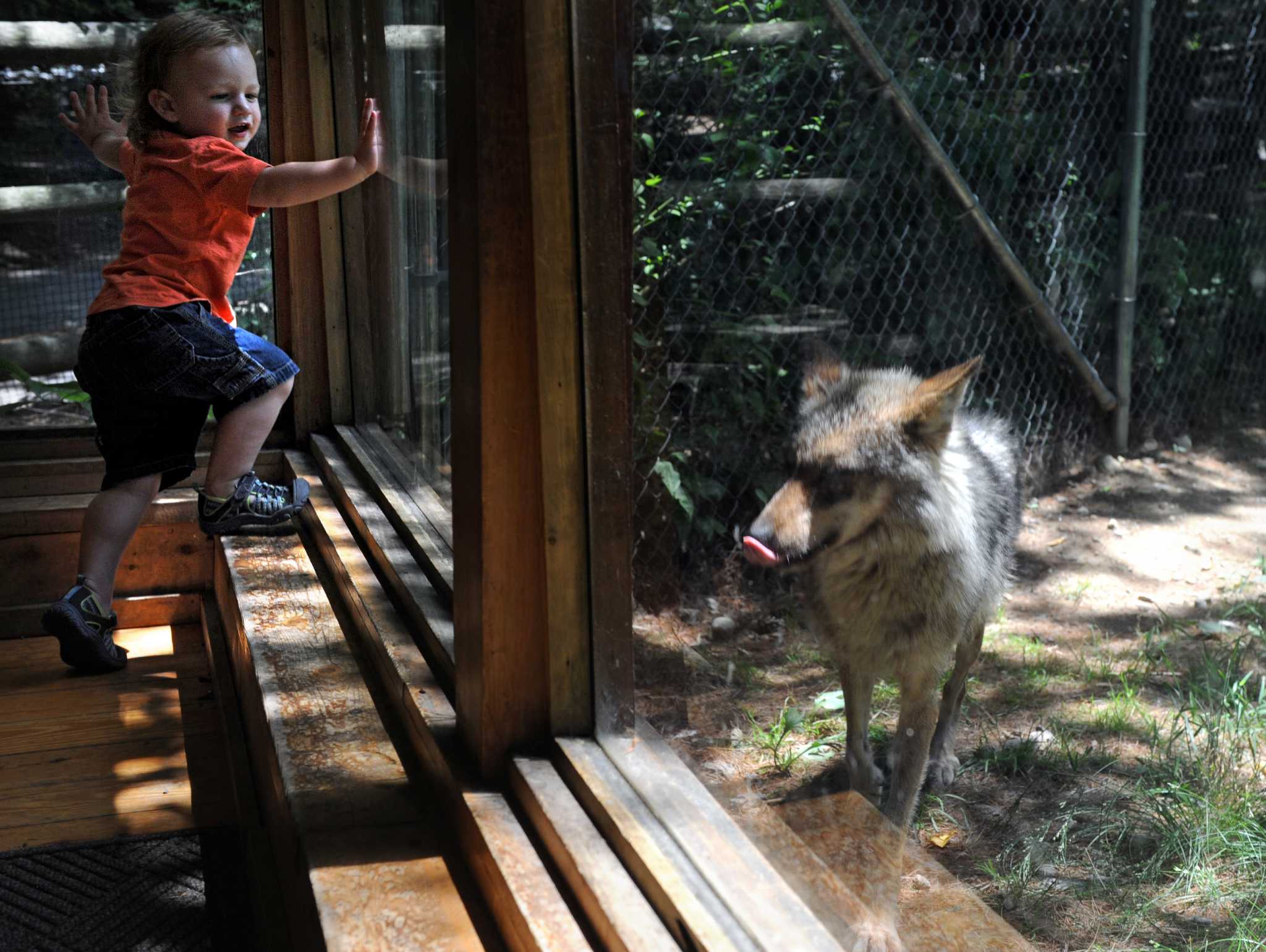 Wolves and leopard on show at Beardsley Zoo
