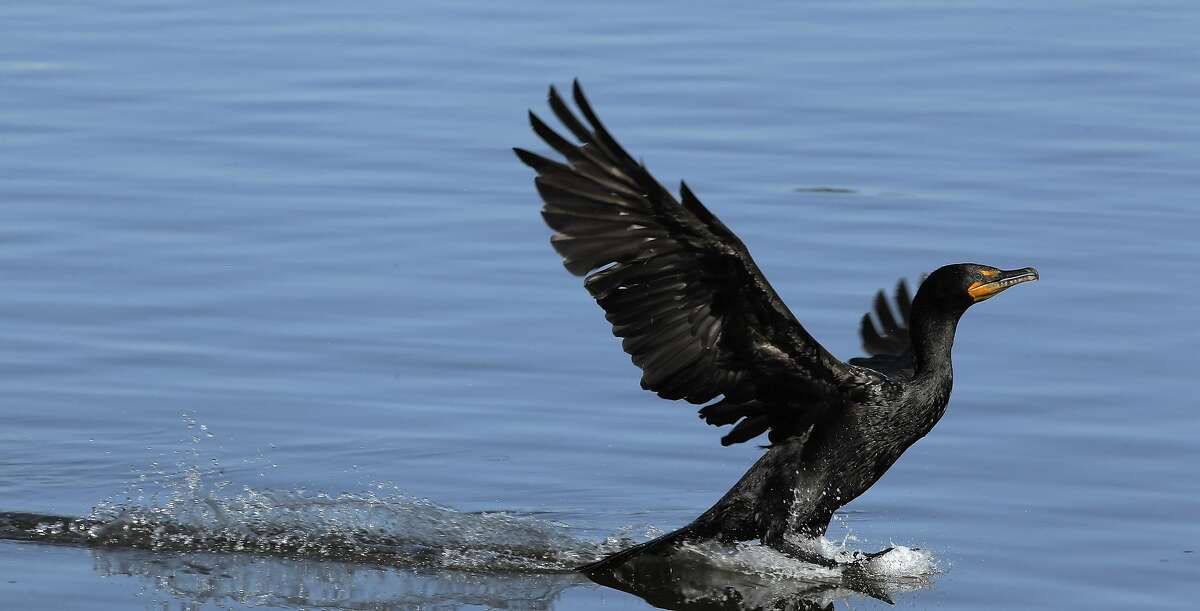 A double crested cormorant lands at Lake Merritt in Oakland, Calif., on Thursday, June 27, 2013. Oakland becomes the third city in North America to adopt building standards to protect birds. All new buildings will have to use non-reflective glass, no mirrors, no nighttime lights during migration season and minimal rooftop antennas. This is a big deal because Oakland is a major bird destination, both via Lake Merritt and the Estuary.