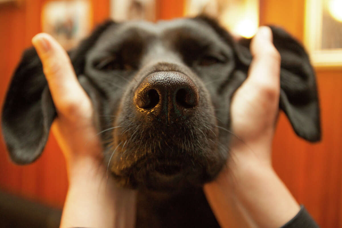 Seattle Mariners adopt team dog and save him from euthanasia