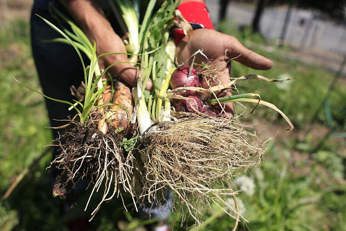 Stephanie Essig collects onions and carrots in the garden at the Community School on July 4, 2013 in Oakland, Calif. The two have a pop-up stand where they sell some of the food they grow in the garden and are about to open a farmstore in downtown Oakland called City Girl Farmstore.