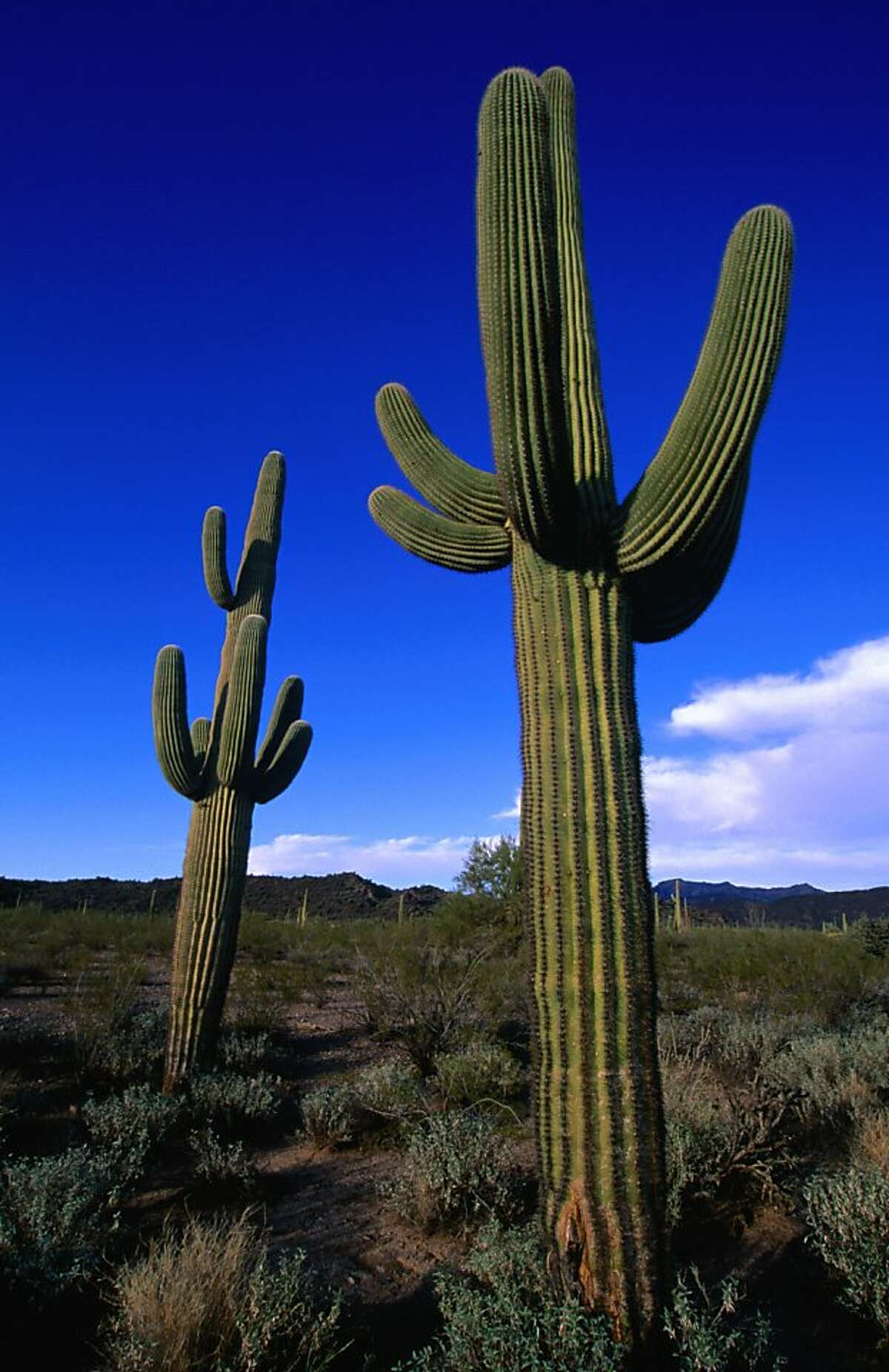 Tucson: A big symbolic gesture Tucson decided to make its point with a 21-foot saguaro cactus, delivered to Amazon CEO Jeff Bezos. The company declined the gift, choosing instead to donate it to a museum.