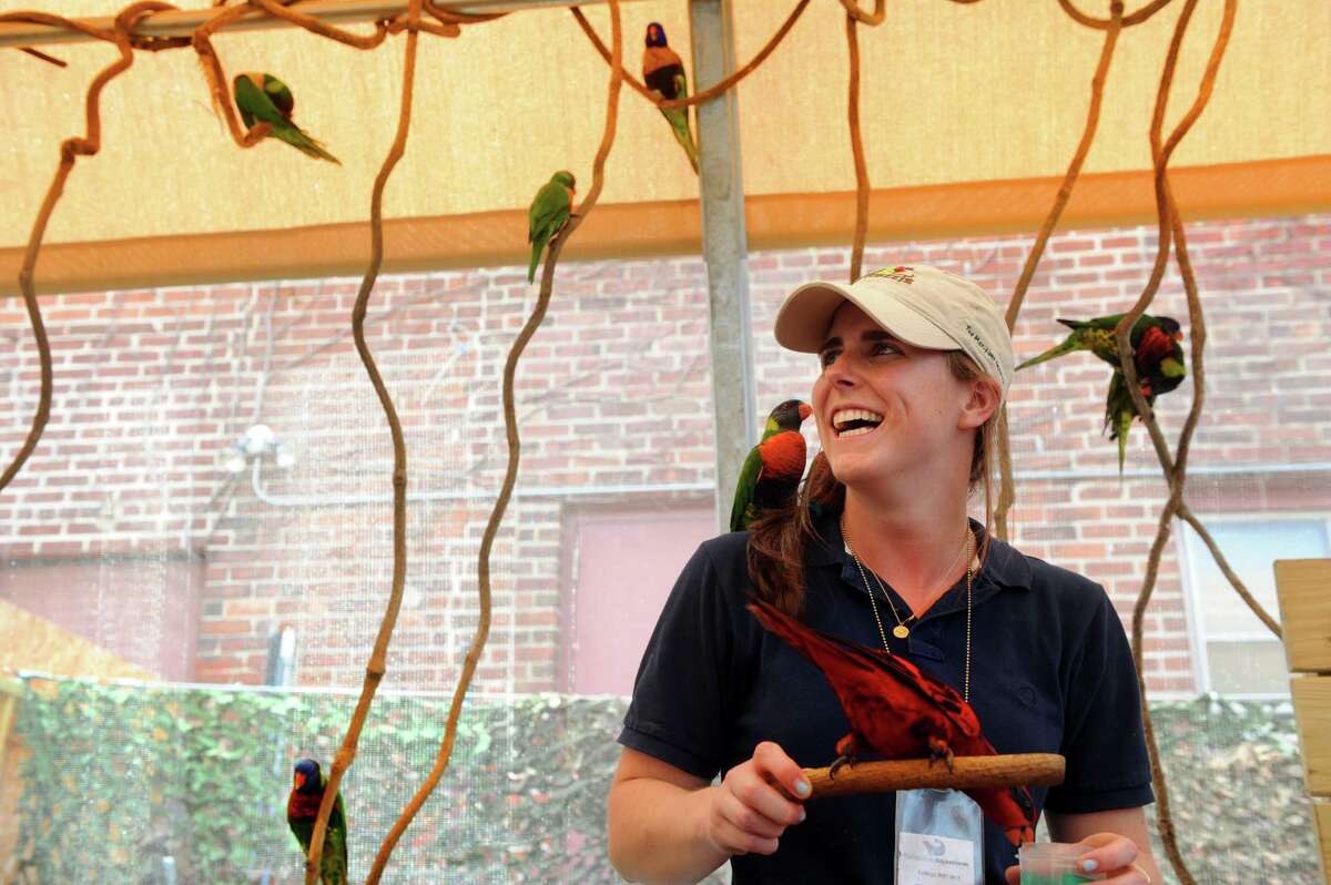Twenty-one-year-old Emilie Geissinger works in the Lorikeet exhibit at the Maritime Aquarium in Norwalk, Conn. Tuesday, July 9, 2013. Geissinger, from Darien, is a rising senior at Bates College and is interning at the Maritime Aquarium and hoping her experiences over the summer will help her decide on a career path.