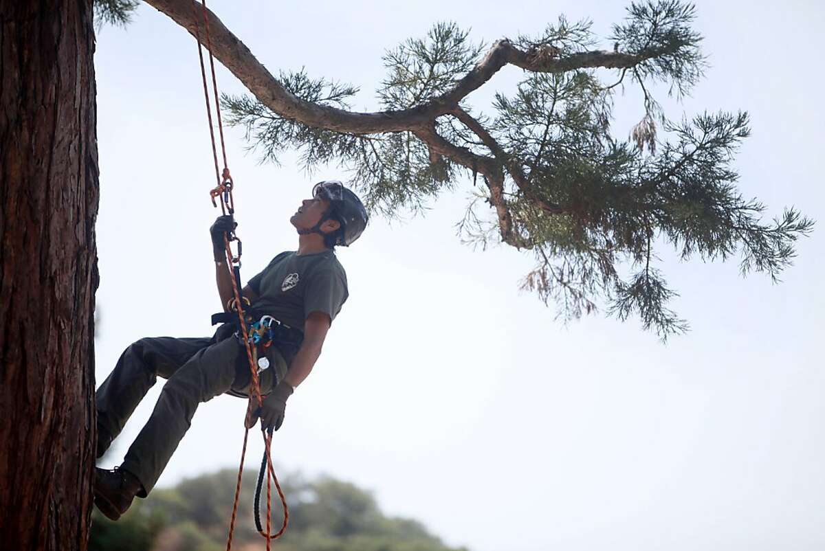Arborist Keith Park climbs a sequoia tree planted by John Muir that is suffering from a disease.