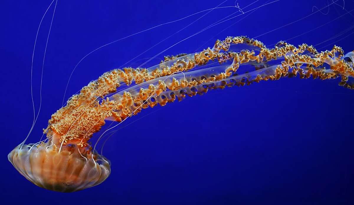 Stinging Jellyfish Fill Monterey Harbor Clog Aquarium S Intake Pipe