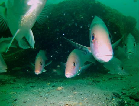 Researchers find Ninja lanternshark swimming in the deep sea 