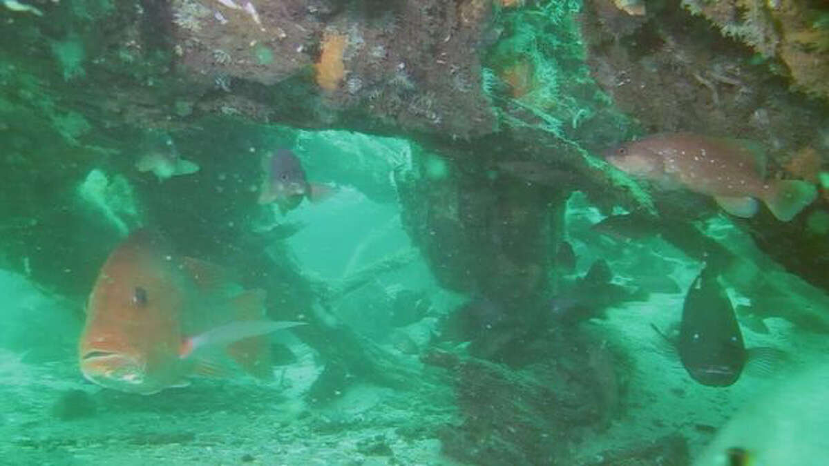 Scuba divers in the Gulf of Mexico off the coast of Alabama have uncovered a primeval underwater forest buried under ocean sediments. Photo: Ben Raines