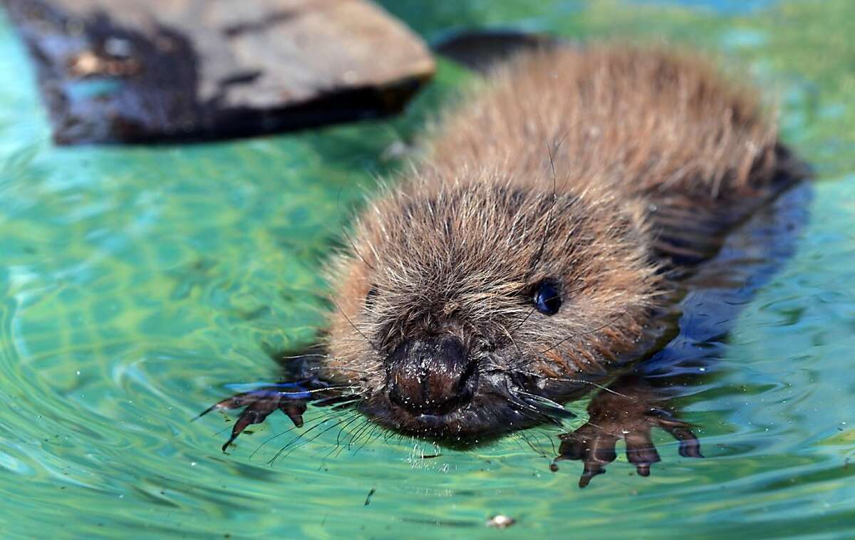 Castoreum, an anal secretion from beavers , can be used to enhance the flavors of vanilla-based foods. Fortunately (or unfortunately), you won't find the ingredient in your food in the U.S.