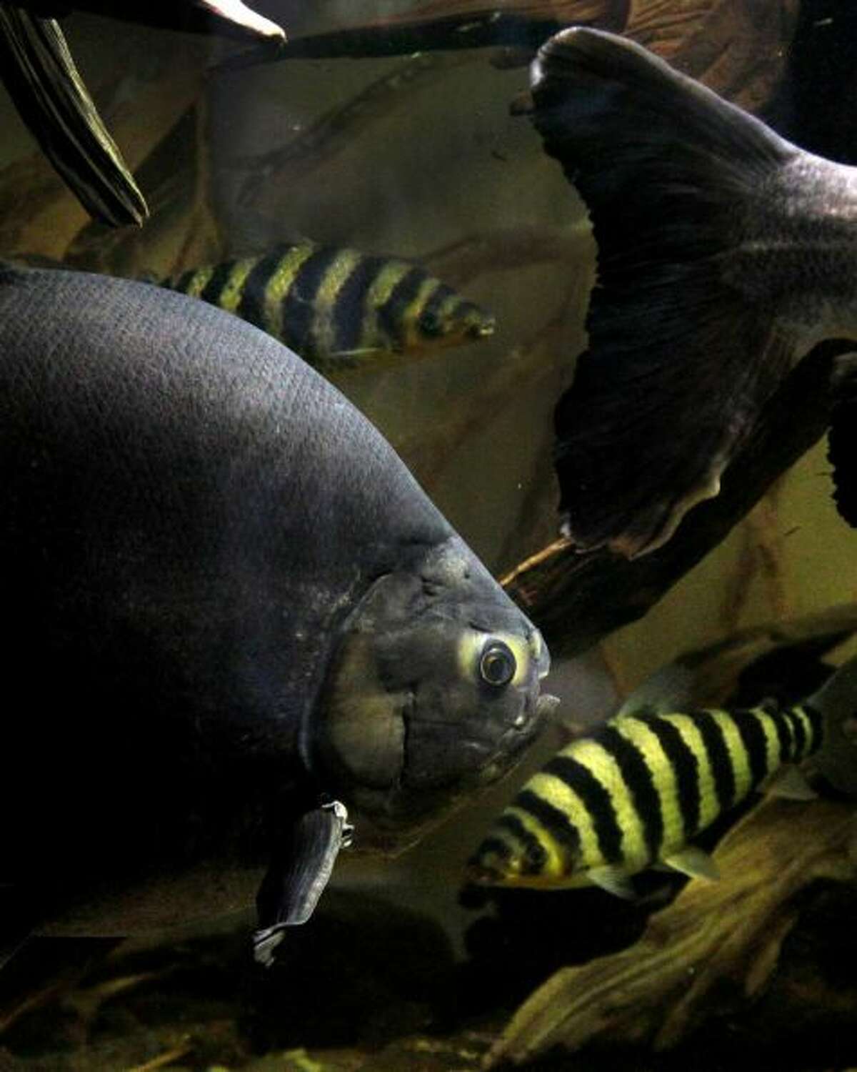 50 Bizarre phobias that sound made up