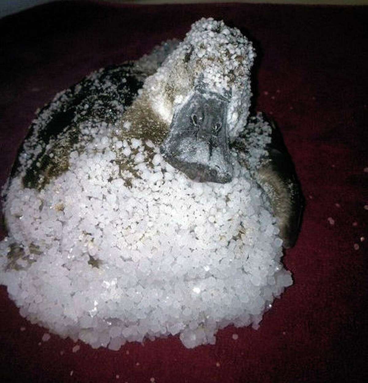The statewide drought has put a strain on birds. Several hundred birds landed in a brine pit at the Phillips 66 refinery in Borger in the Texas Panhandle last fall. U.S. Fish and Wildlife is investigating. Seen above is a salt-encrusted northern shoveler found in the pit.