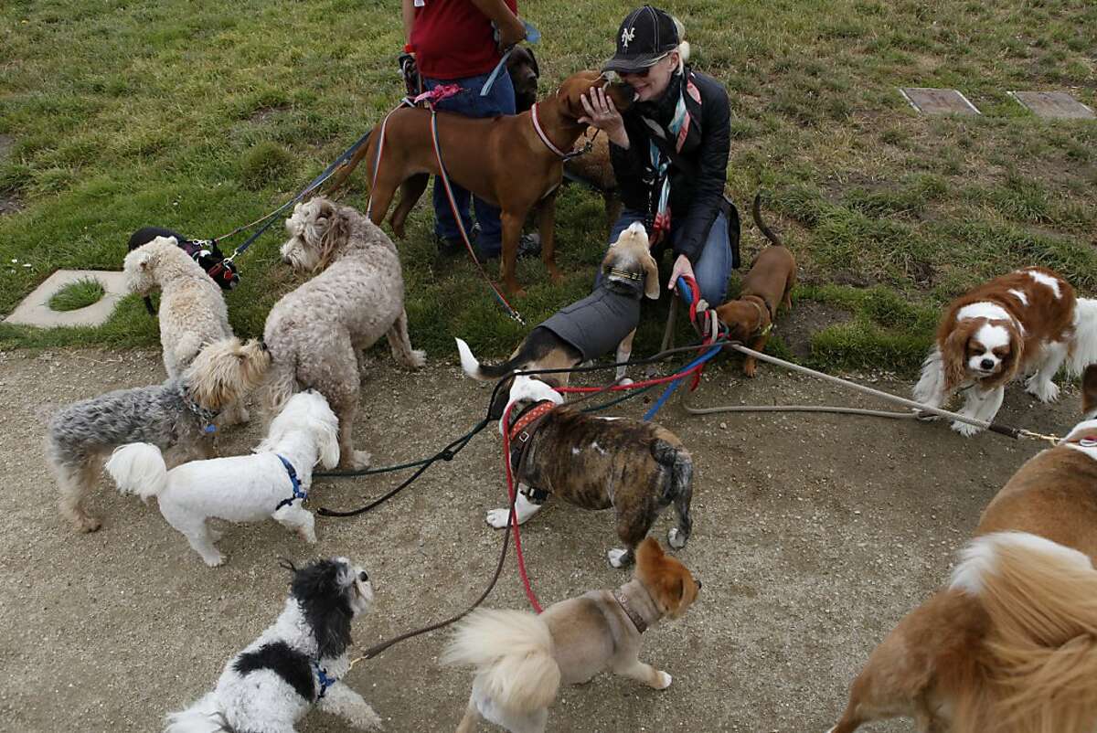 how many dogs can a professional dog walker walk