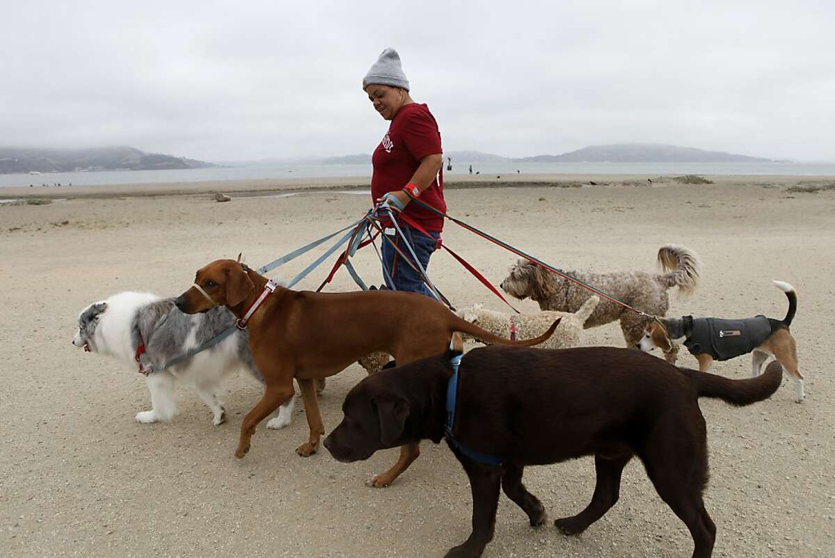 Angela Gardner, officer with the Professional Dog Walkers Association, walks eight dogs on East Beach at Crissy Field on Friday, July 12, 2013 in San Francisco, Calif. New regulations limit the number of dogs that can be walked at a time to eight, require professional dog walkers to get permits and impose many new safety regulations.