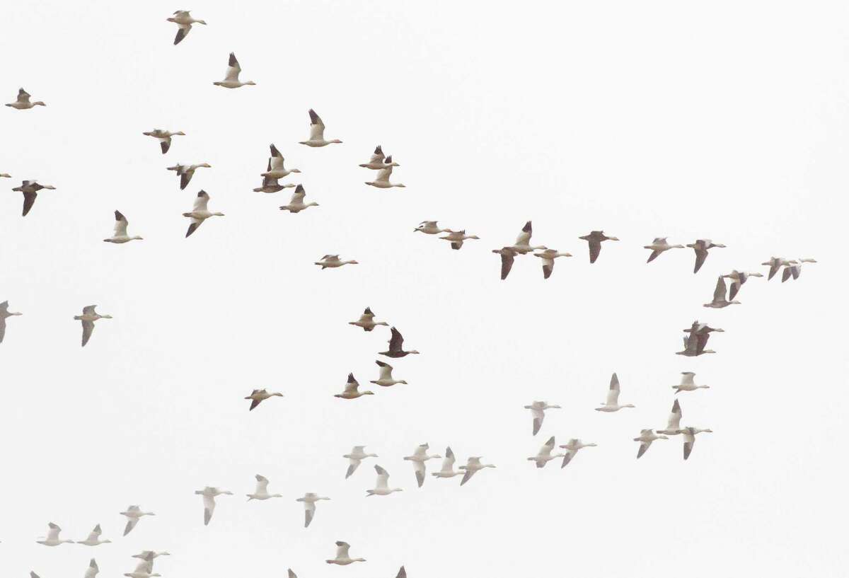 A flock of snow geese fly over the Smith Oaks Sanctuary early last year. The rookery near High Island has been hard by this year's drought.
