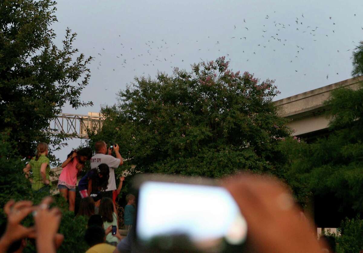 Bats entertainment