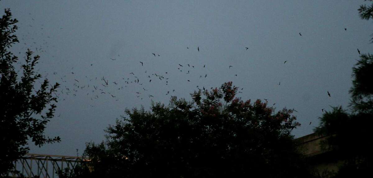 'Bat Loco' series kicksoff tonight in San Antonio