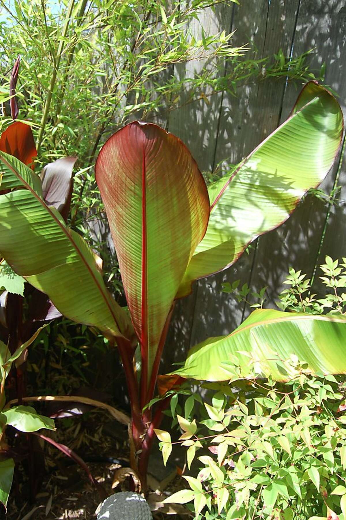 Your Banana'S Red Spots: What They Really Indicate - 86o525n
