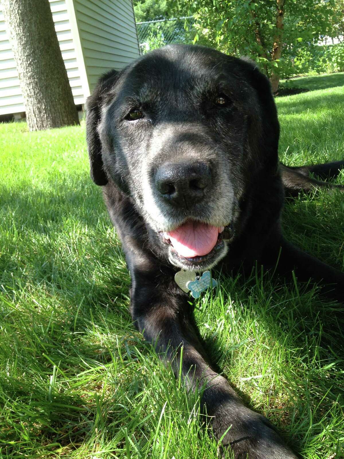 Daisy at rest in our backyard, her favorite spot. Taken on her last day, July 8. (Paul Grondahl)