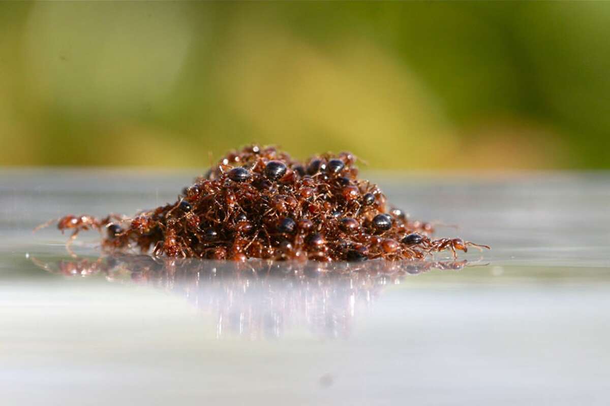 Insects: If you think you're safe in the water, think again. The recent rains have caused the ants to come out in force, and they can form a raft to survive in water. Mosquitoes are always a problem, and bees are common in the trees that skirt the rivers.