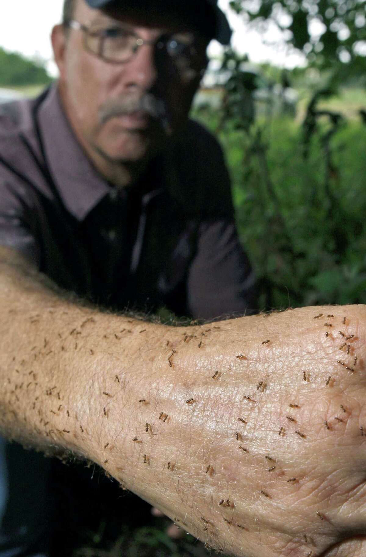 Pearland  exterminator  Tom  Rasberry  lets "crazy ants" crawl on his arm in 2008. He first  discovered the pesky  insects  around  Pasadena in 2002. (AP Photo/David J. Phillip)