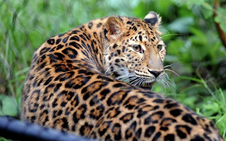 Rare Amur leopard now at home at Bridgeport zoo - Connecticut Post