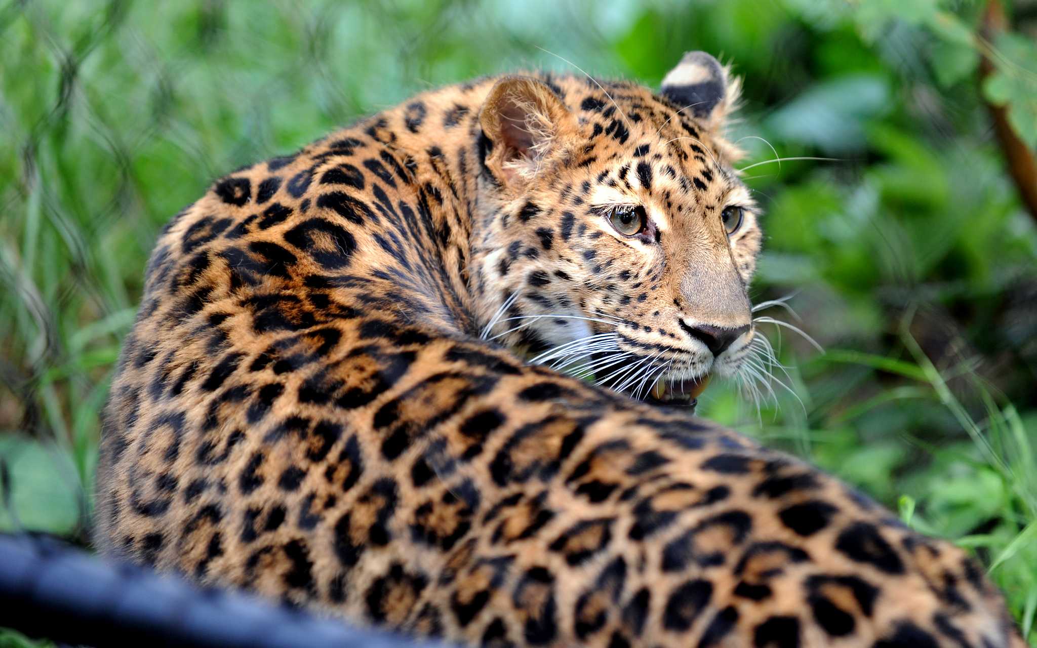 Rare Amur Leopard Now At Home At Bridgeport Zoo StamfordAdvocate Rare Amur Leopard Now At Home At Bridgeport Zoo StamfordAdvocate