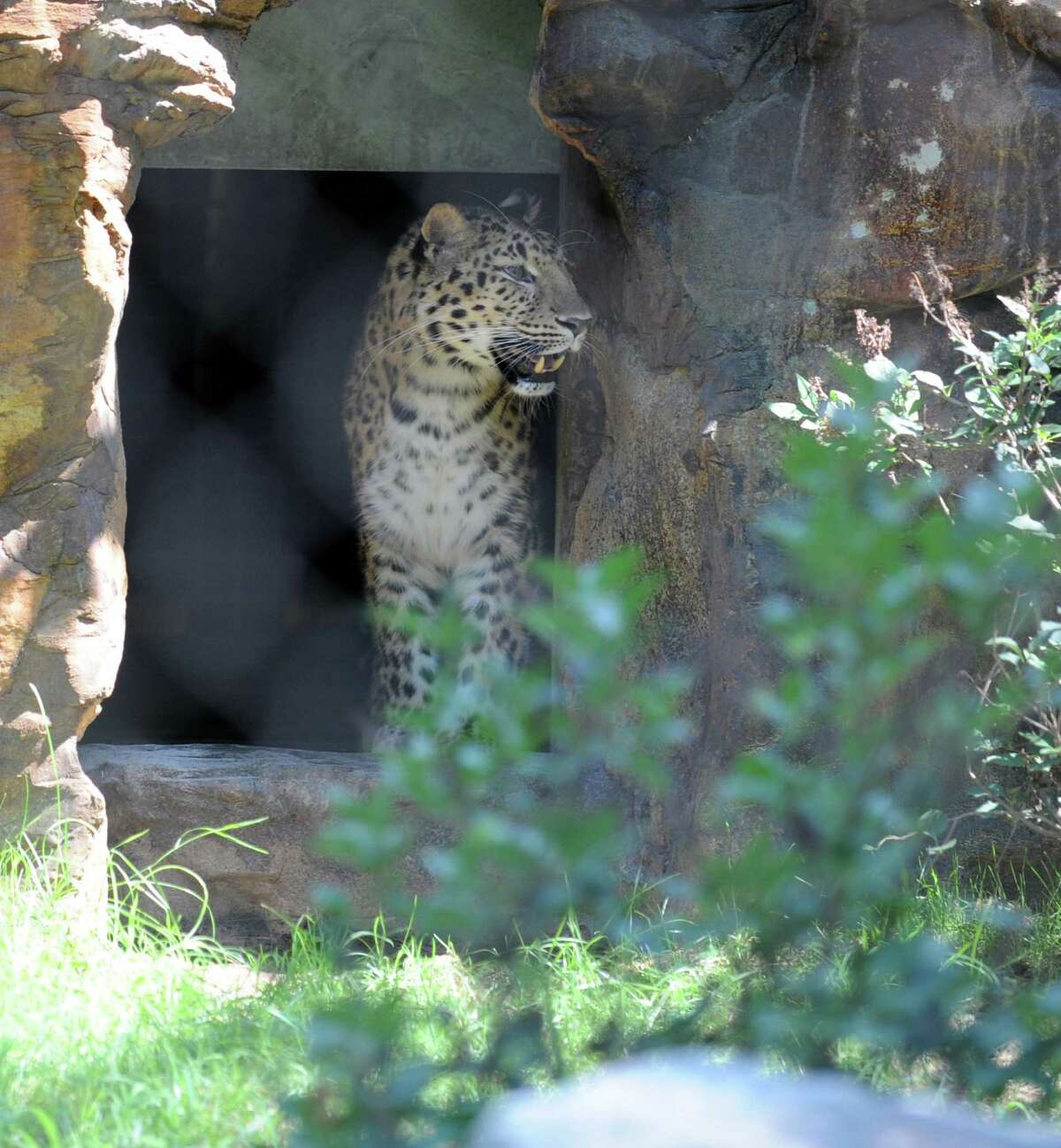 Rare Amur leopard now at home at Bridgeport zoo
