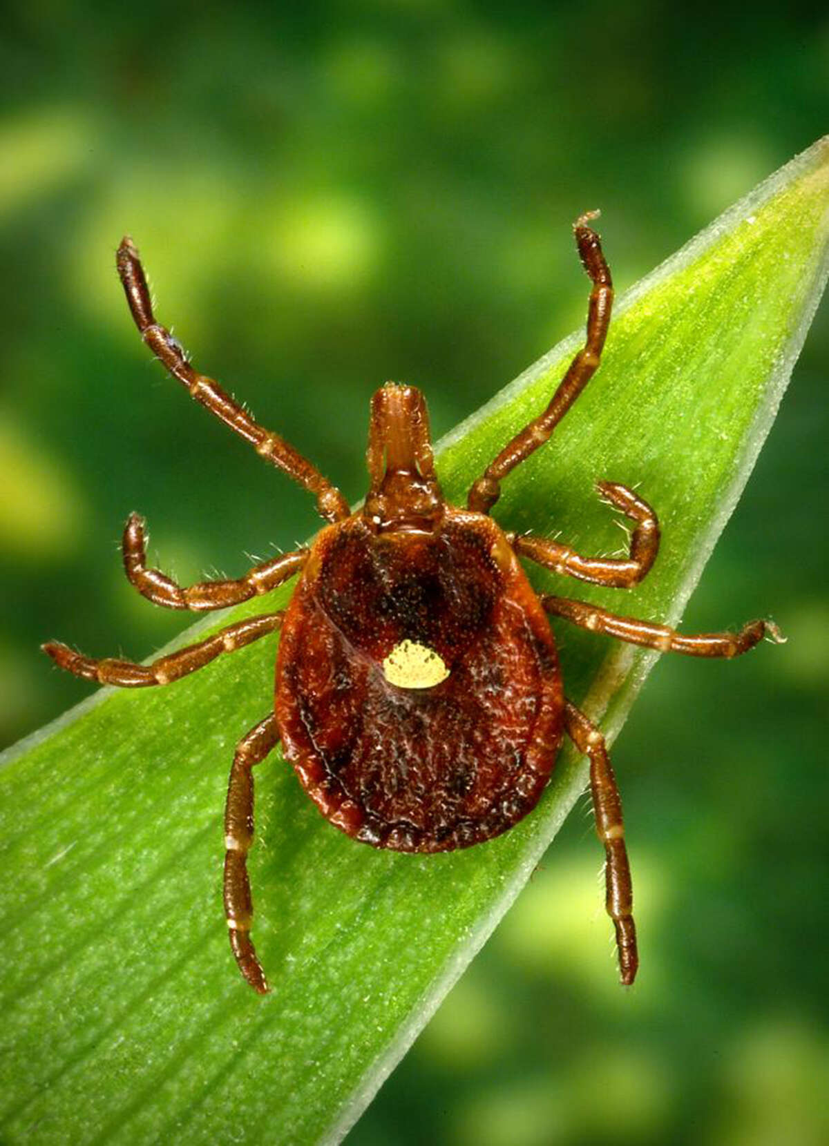 With the number of tick bites on the rise, watch out for the Lone Star tick, a pest that causes an allergic reaction to red meat. See bugs to expect during the summer months and how to deal with them.