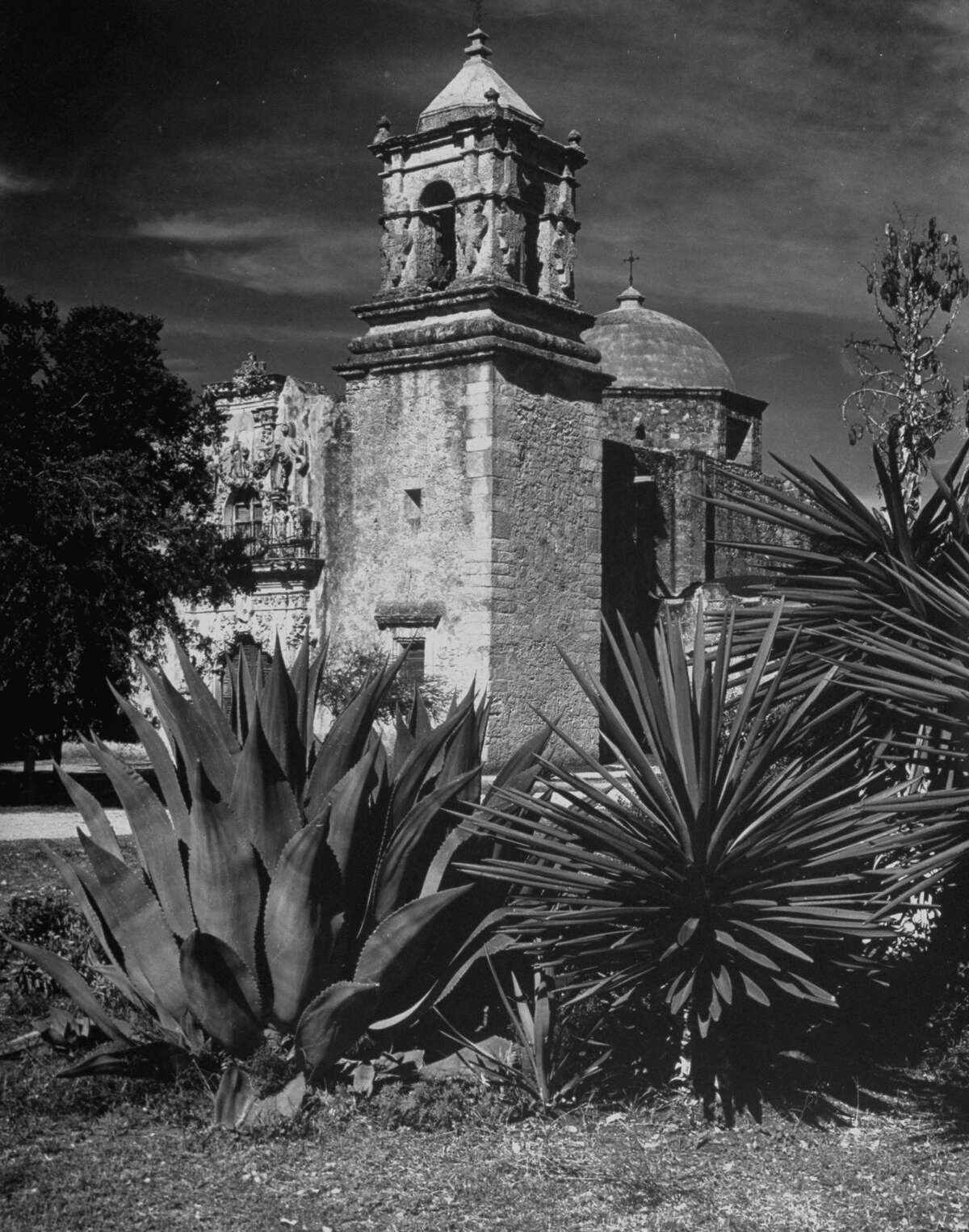 Cactus growing around Mission San José on Dec. 31, 1944.