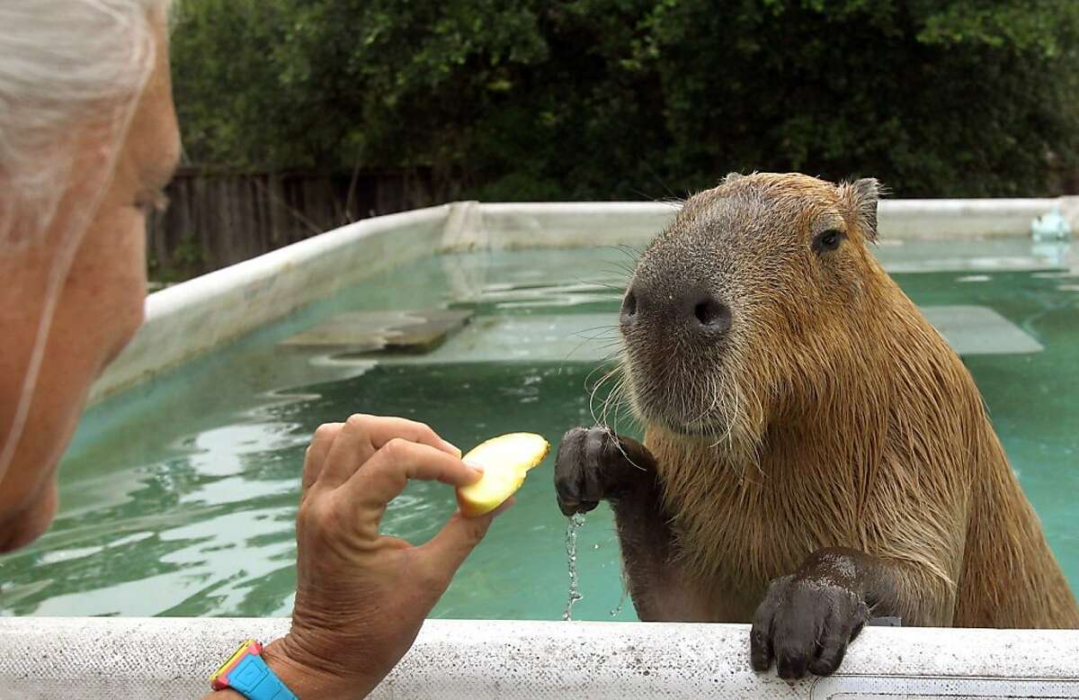 capybara swimming pool