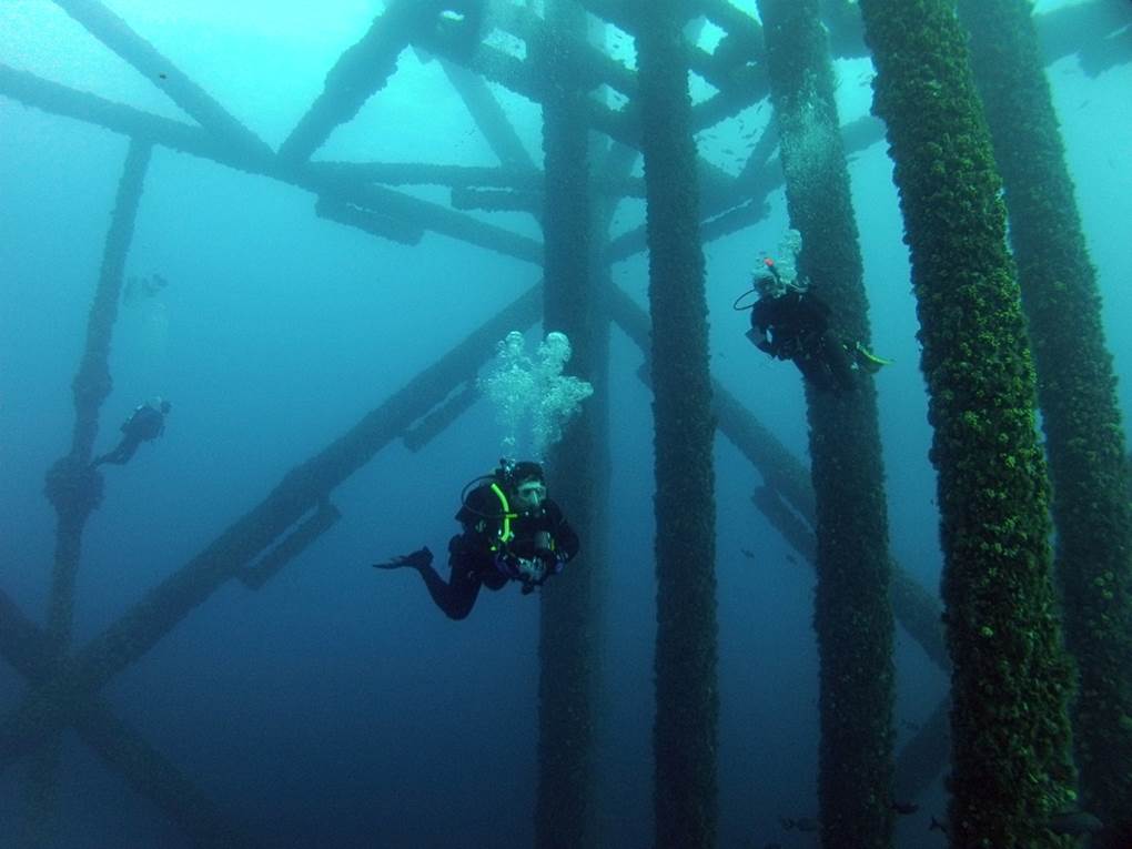 Scientists take closer look at artificial reefs Biology Diagrams