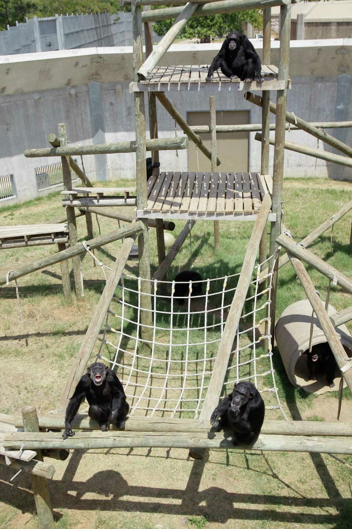 A Keeling Center chimp structure.