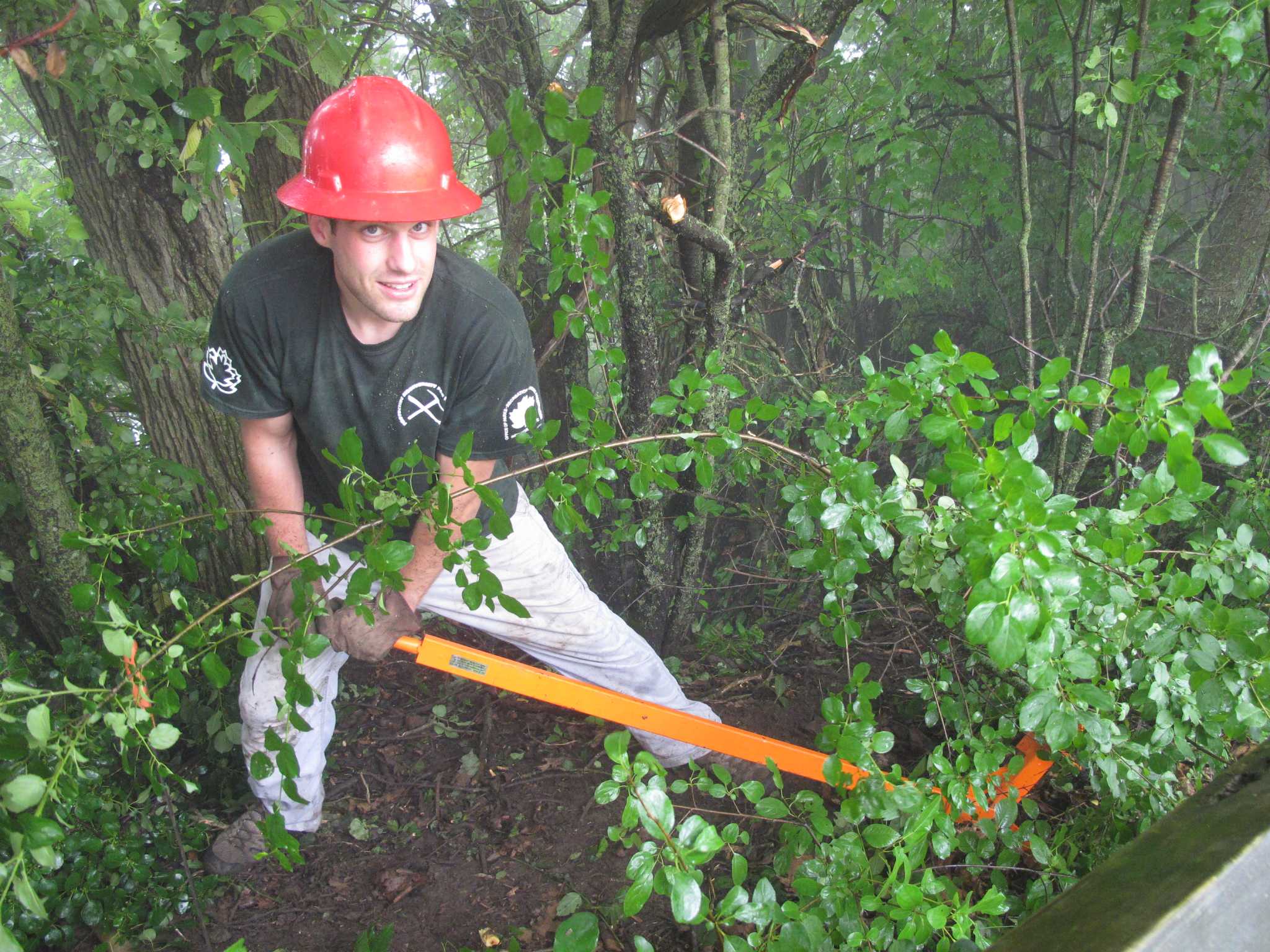 Rooting out an invasive species