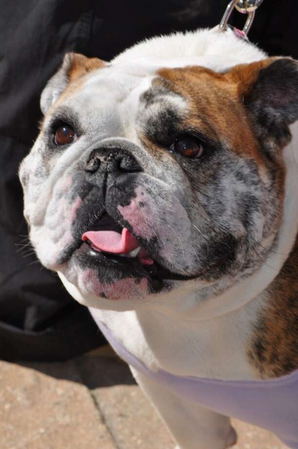 necropsy confirms that puppy suffocated on united