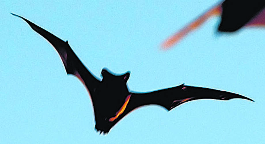 There S A Bat In My House And I M Freaking Out Houston Chronicle Mexican Free Tailed Bats Are Caught In Midflight As They Emerged From Frio Cave