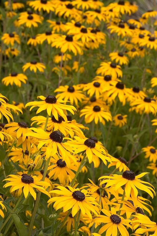 Black Eyed Susans For A Summer Garden Sfgate Rudbekia Goldsturm Flowers Are Golden Yellow With A Dark Brown Center Photo Monrovia Growers