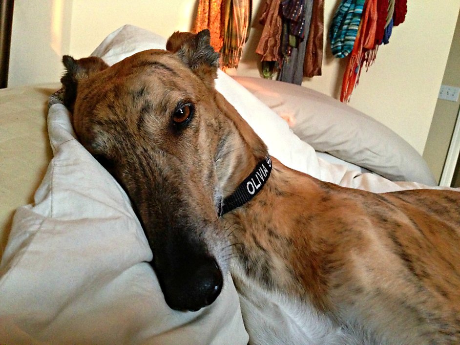 furminator greyhound