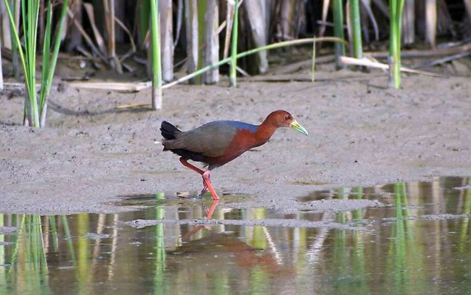 Rufous-necked wood rail makes rare U.S. visit - SFGate