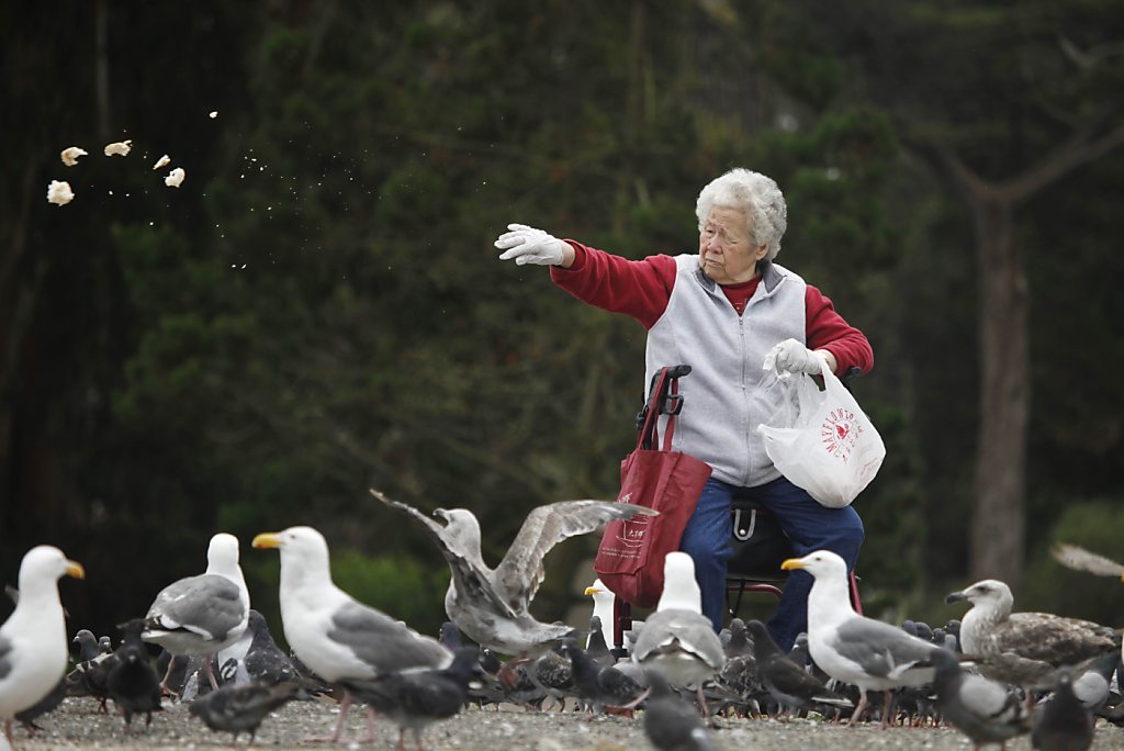 Feeding birds isn't good for them or us SFGate