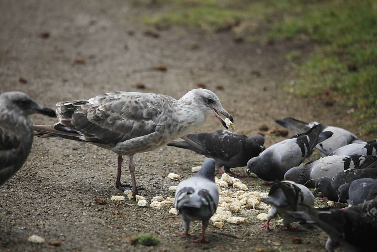 Feeding birds isn't good for them or us