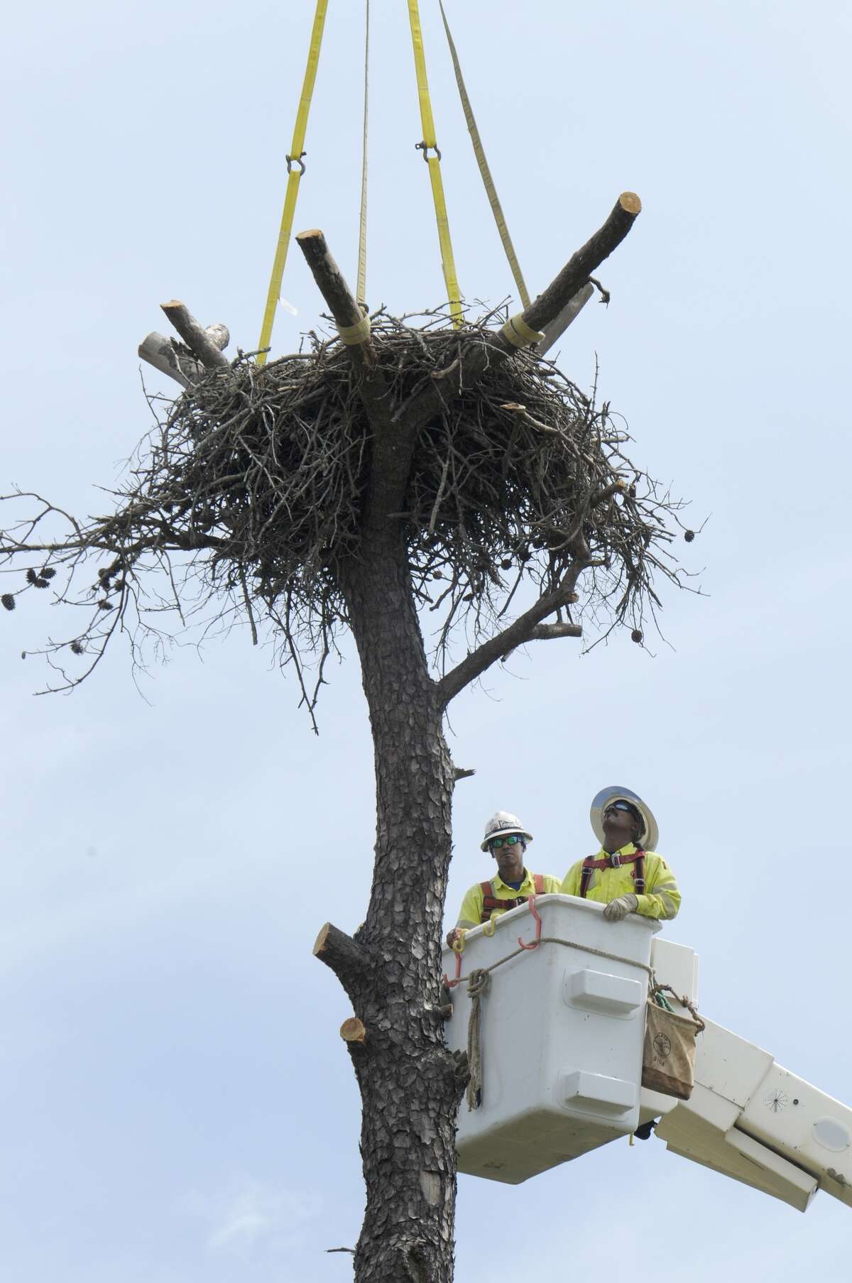 centerpoint-moves-huge-nest-to-save-bald-eagles-in-humble