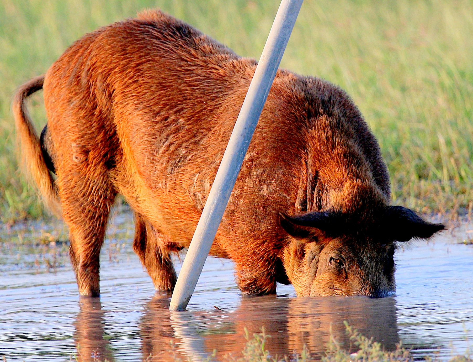 texas-losing-war-on-feral-hogs