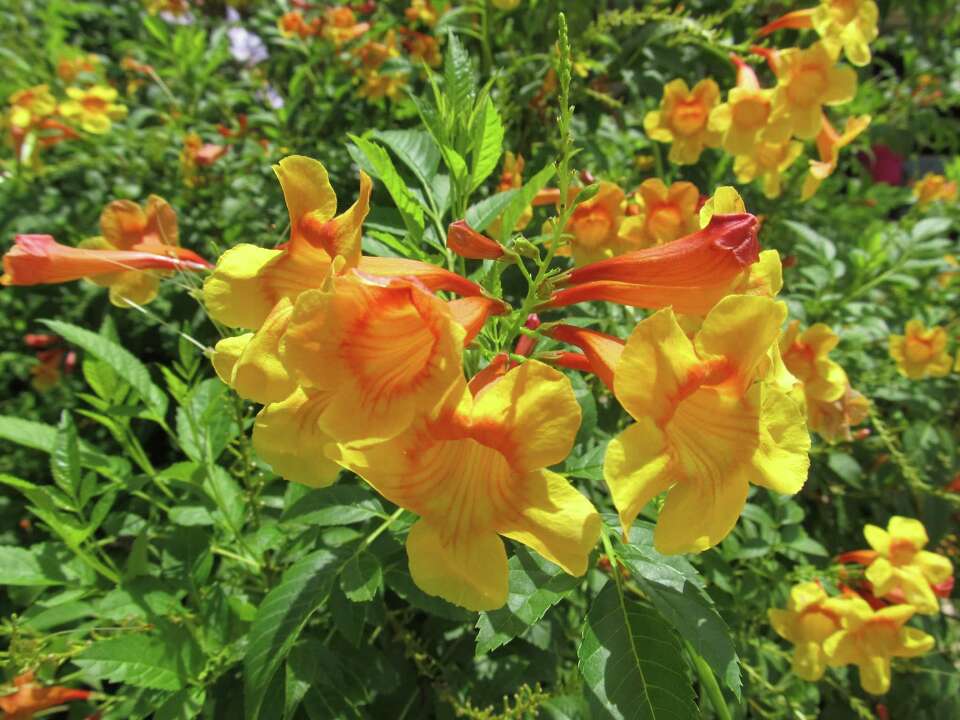 Esperanza: Heat-loving garden favorite shows new colors