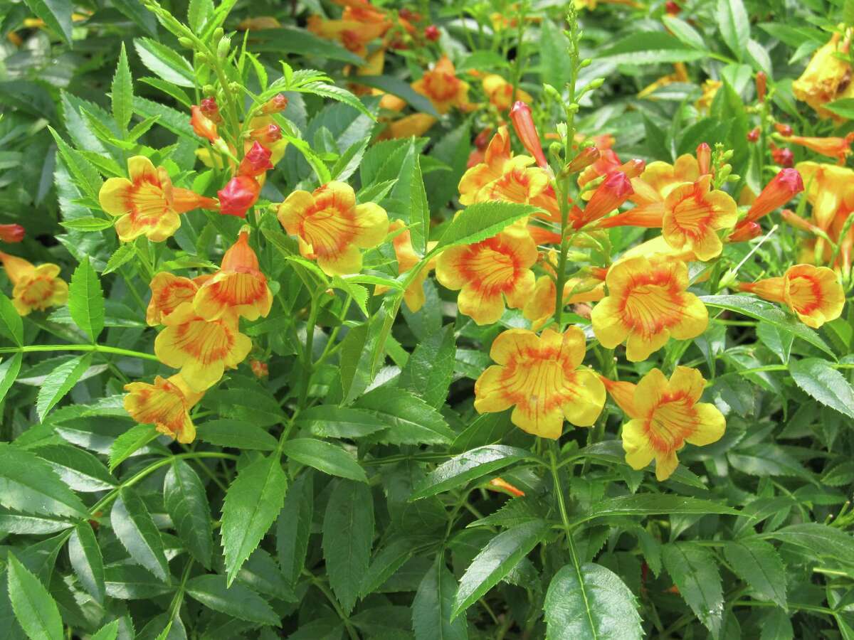 Esperanza Heatloving garden favorite shows new colors